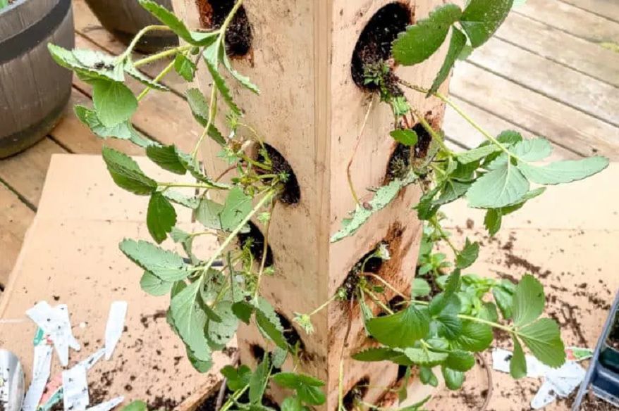 Ein hoher Holzpfahl mit Löchern, aus denen Erdbeerpflanzen herauskommen.