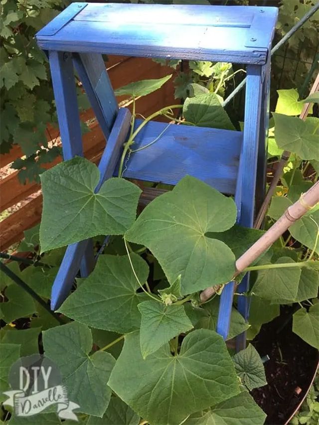 Gurkenreben wachsen auf einer blauen Leiter