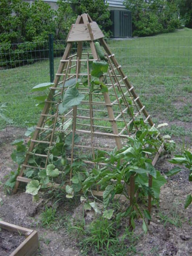 Gurken, die an einem Holzspalier wachsen