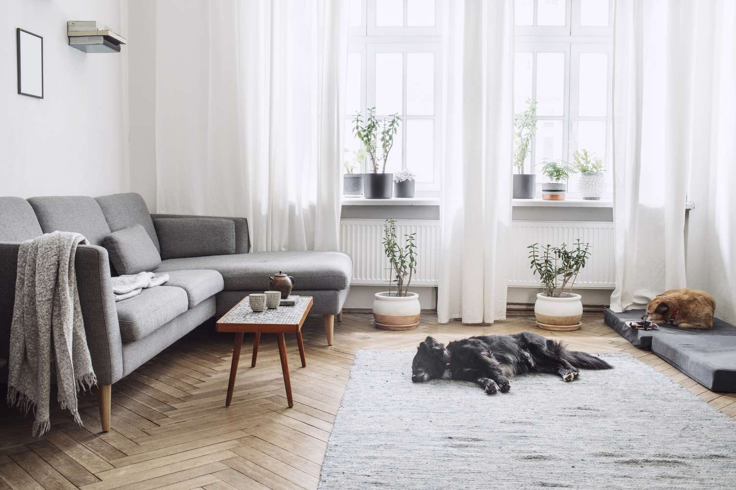 Designinterieur des Wohnzimmers mit kleinem Designtisch und Sofa. Weiße Wände, Pflanzen auf Fensterbank und Boden. Braunes Holzparkett. Die Hunde schlafen im Zimmer.