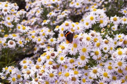 1735030184 5 Herbstpflanzen die keine Muetter sind die Sie diese Saison