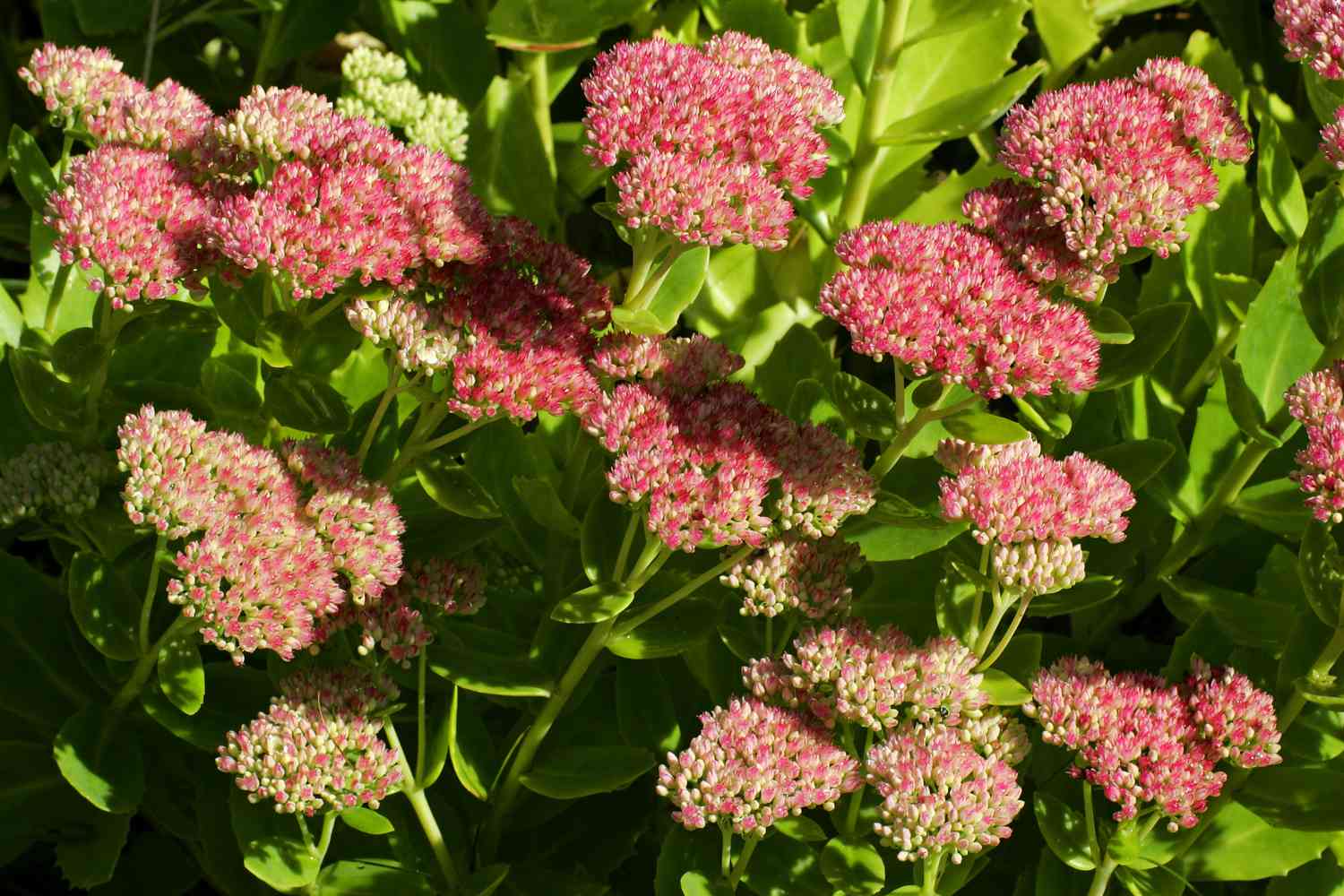 Blühende Mauerpfeffer - Sedum lebenslang - Fetthenne - lebenslang (Sedum telephium Sorte Autumn Joy)