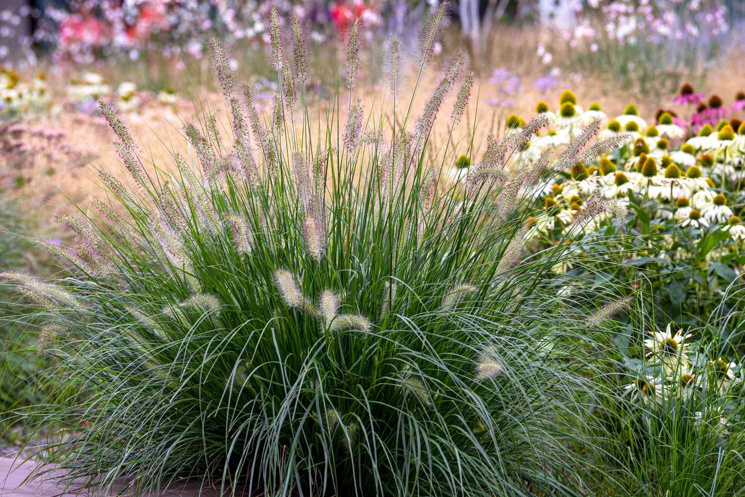 Tanacetum balsamita im Garten