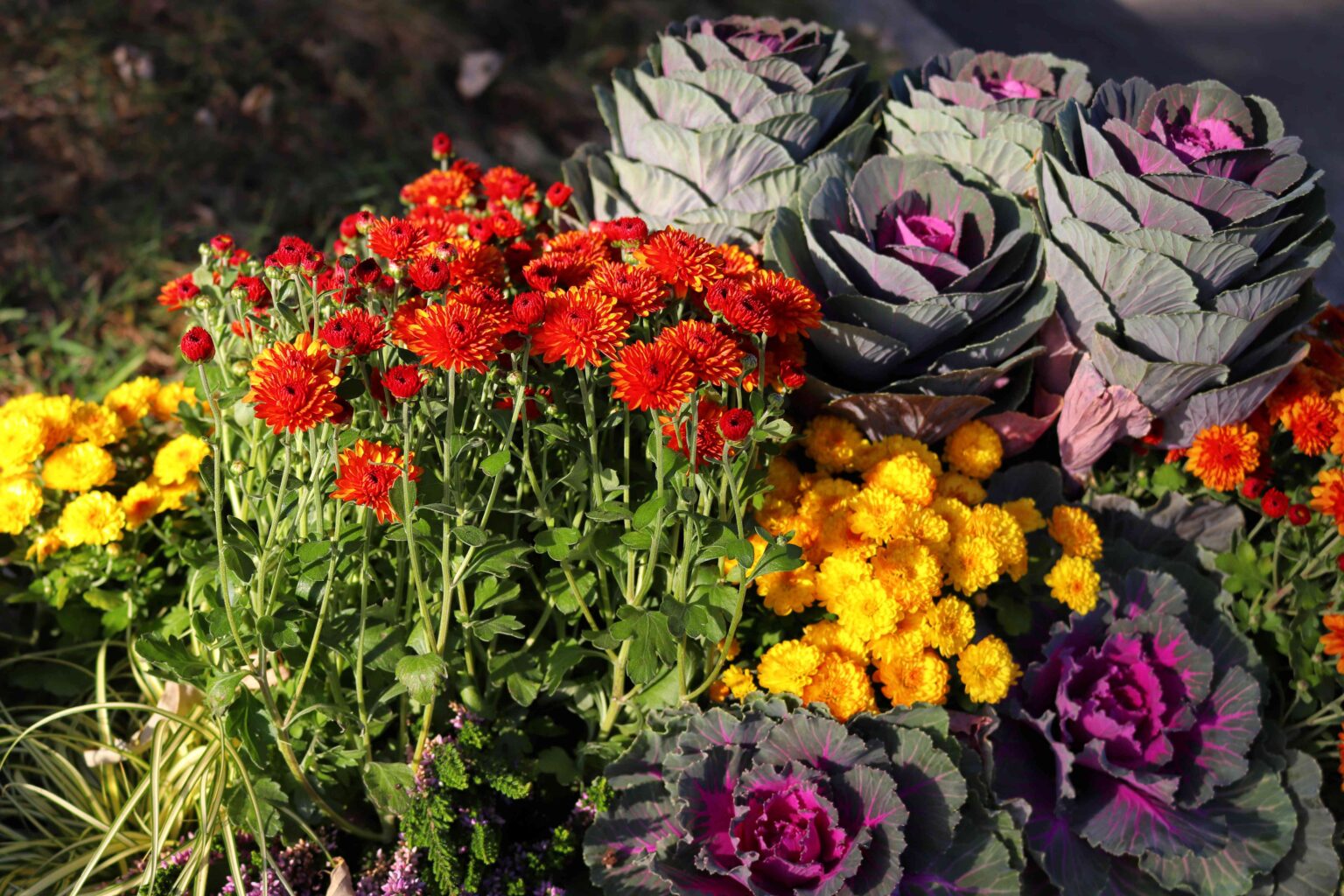 1735808515 12 Chrysanthemen Begleitpflanzen die Sie in der Naehe anbauen sollten und