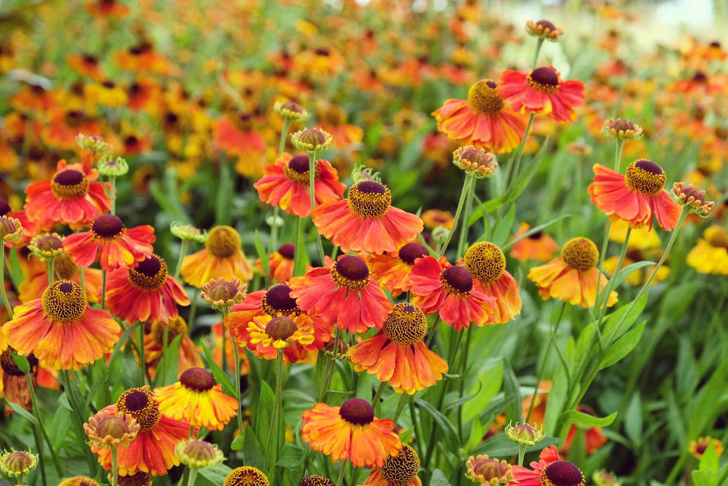 Orangefarbenes Helenium