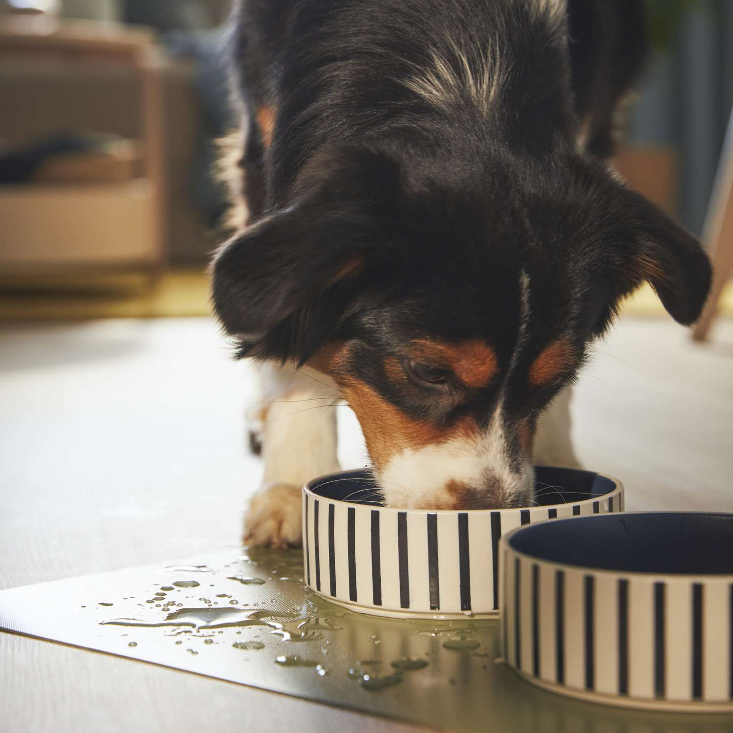 Schwarz, weiß und brauner Hund trinkt Wasser aus blau-weiß gestreiften Keramik-Ikea-Haustierschalen auf IKEA-Nicht-Schlupf-Matte