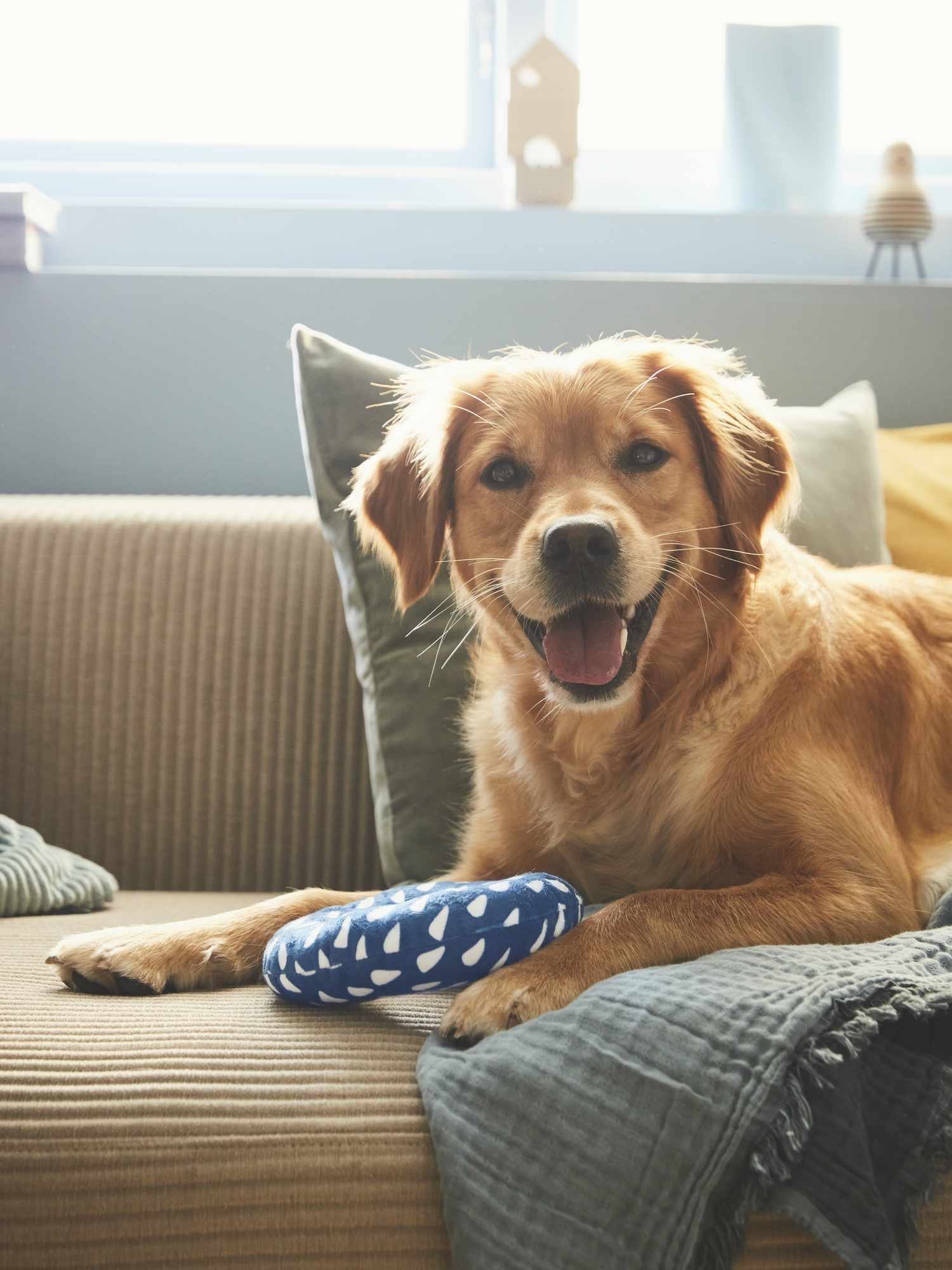 Golden Retriever auf der Couch schaut sich die Kamera mit Ikea Hundespielzeug an