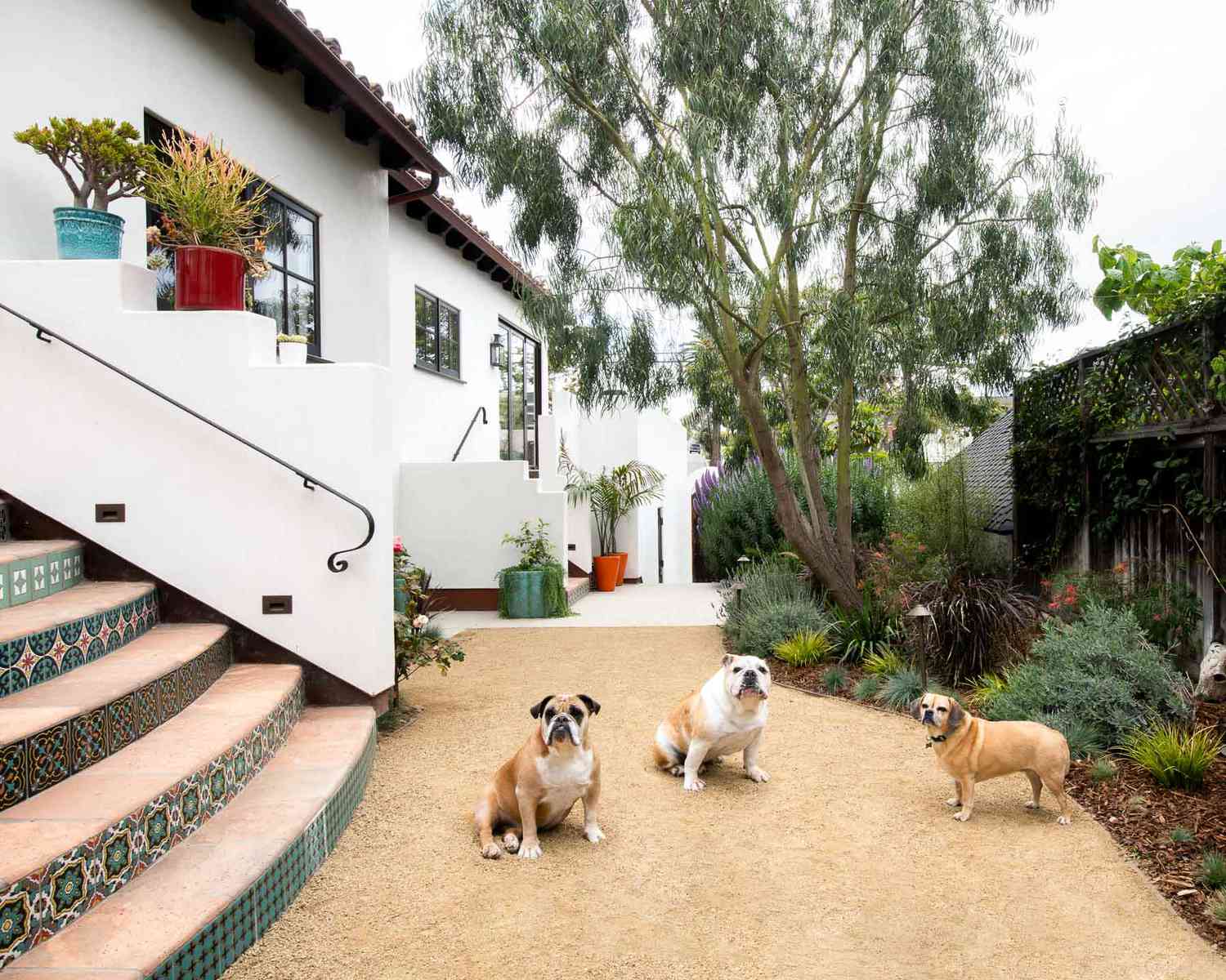 Weißes Haus von außen mit schwarzen Fenstern und Geländer und Hunden im Hof