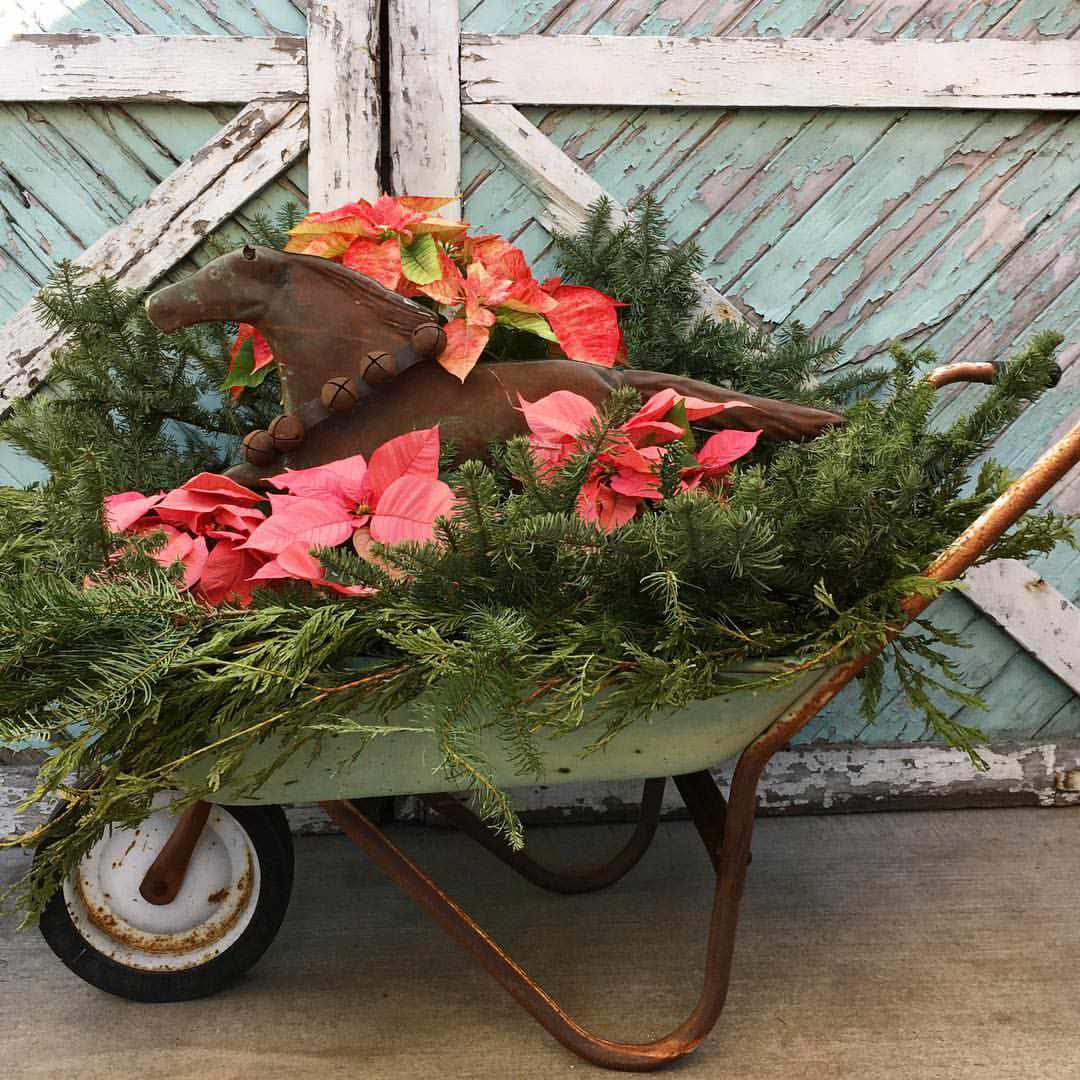 Poinsettias in der Fahrtkarree 