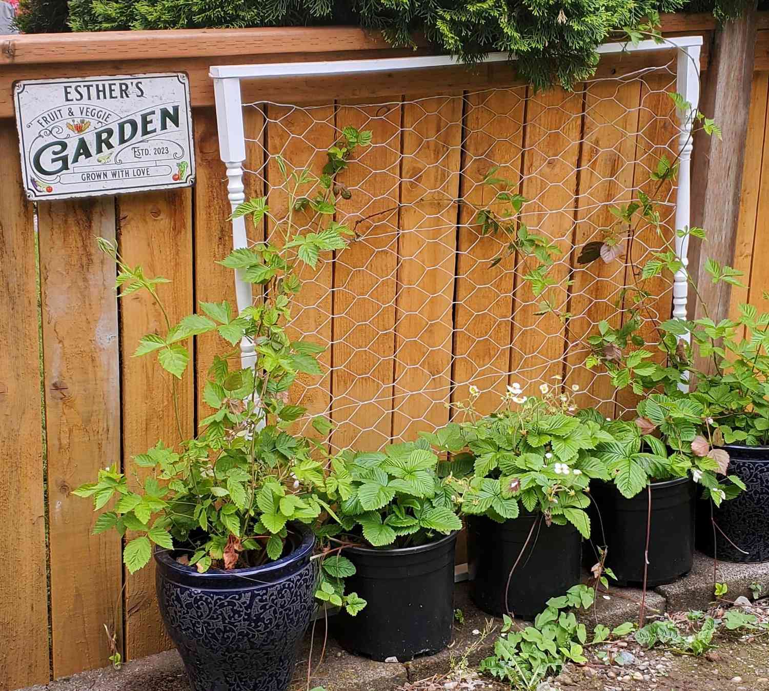 diy chickenwire trellis