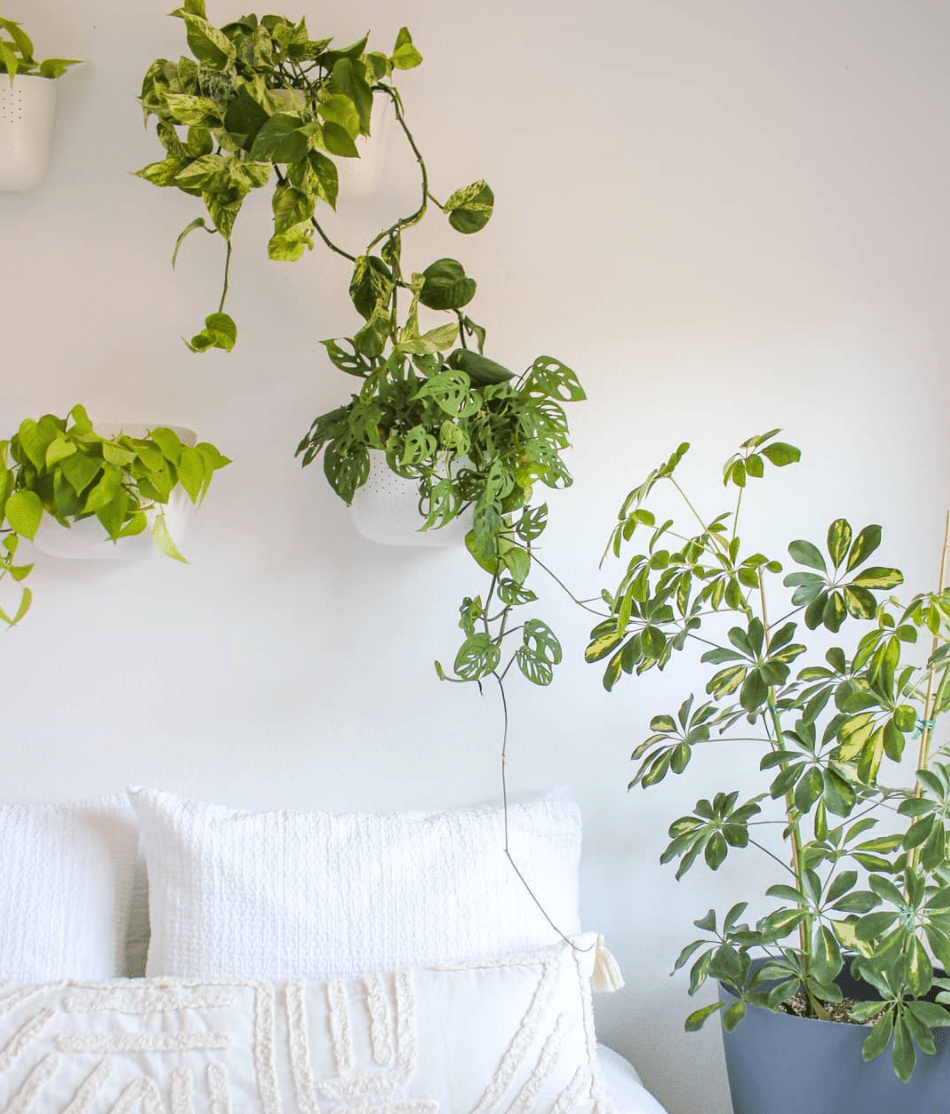 decorating with wall-mounted plants over the bed