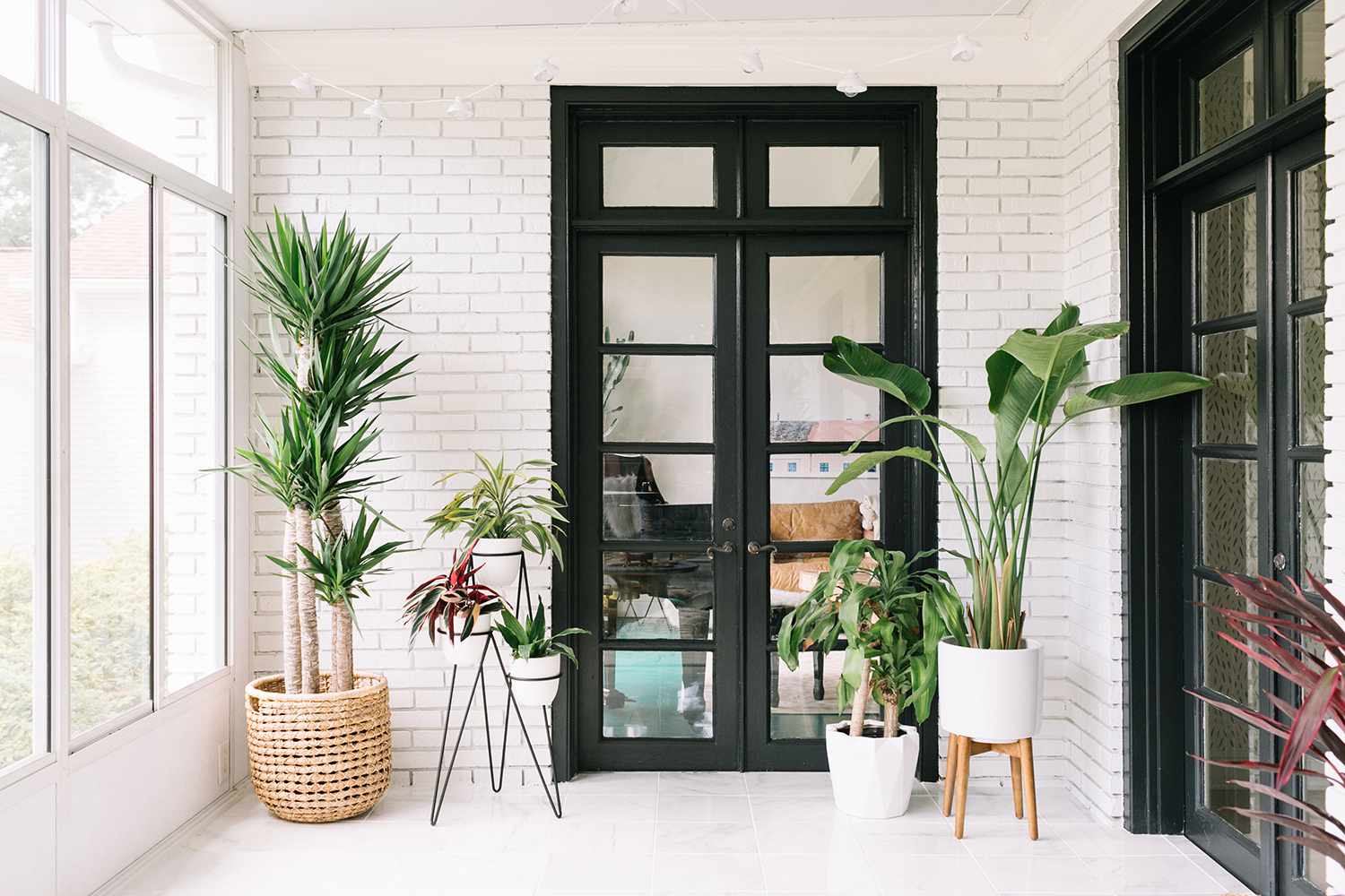 sunroom plant ideas