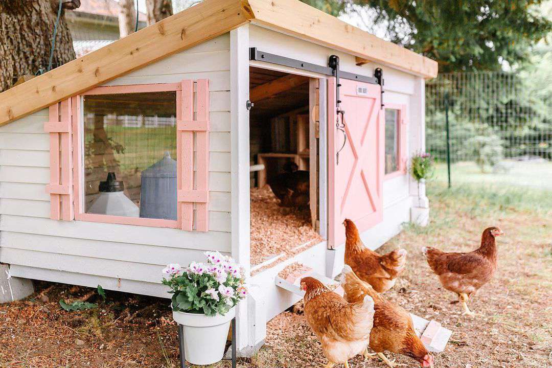 chicken coop